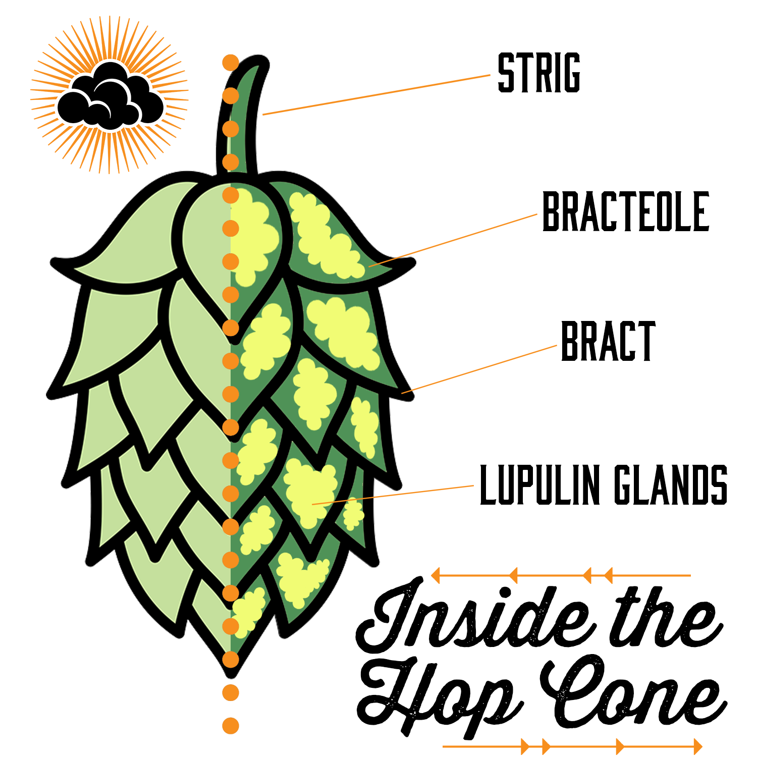 A diagram showing the inside anatomy of a hop cone, labeling the different parts - string, bracteole, bract, and lupulin glands.